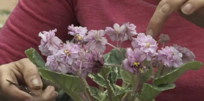 Hur ta hand om violer blomningsperioden
