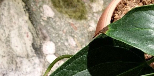 Hur man behandlar anthurium, om bladspetsarna mörknar och torrt