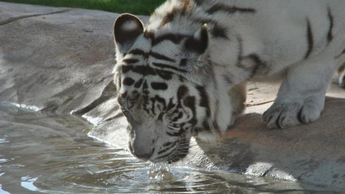 Vackra djur: tiger