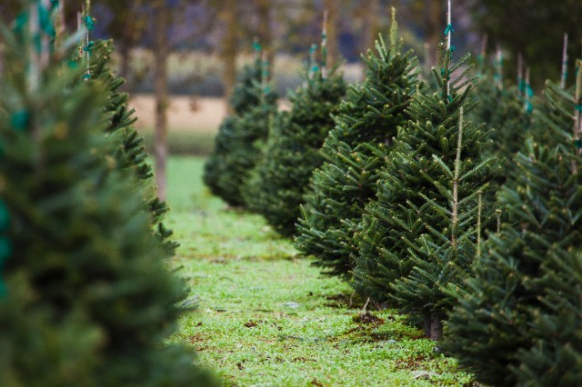 Plantation, där träden växer - en levande julgran