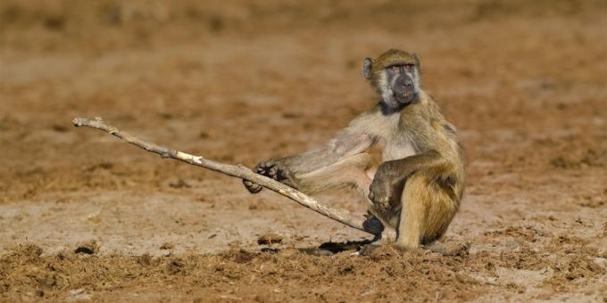 Det mest löjliga bilder av djur - en apa med en pinne