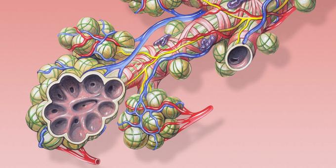 Människokroppsfakta: sträckning av alveolerna skapar ett stort område
