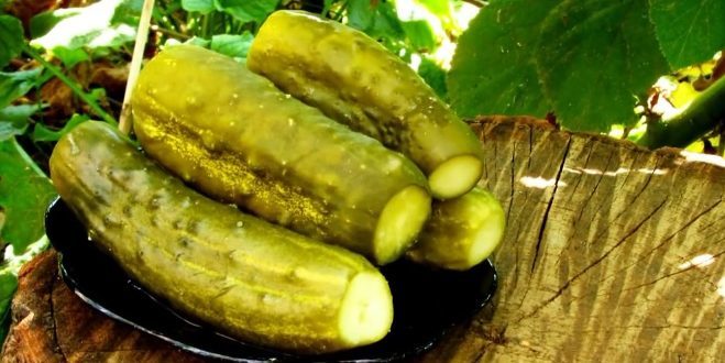 Hur man pickle gurka: pickles och vodka