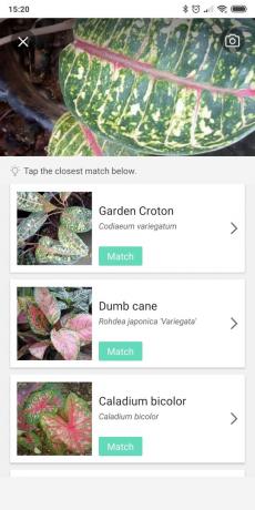 Identifiera olika typer av krukväxter som använder PictureThis