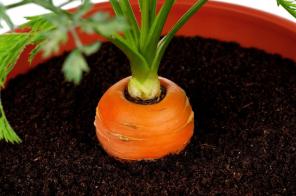 Mini-garden i lägenheten: hur man odlar grönsaker, örter och även jordgubbar hemma