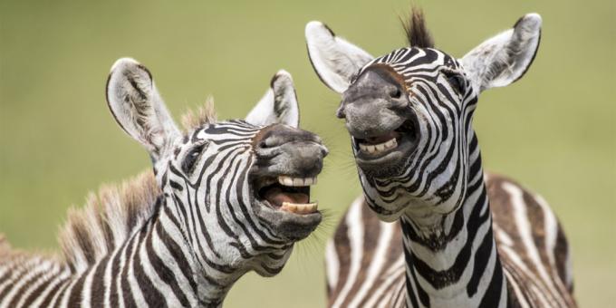 Det mest löjliga bilder av djur - zebra