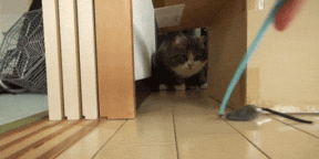 5 skäl till varför katter så mycket som en låda