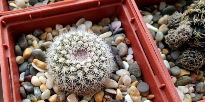 Hur ta hand om kaktusar: Pot för kaktus