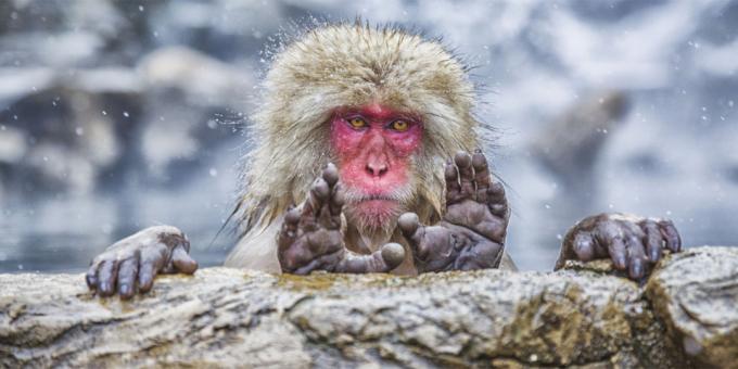 Det mest löjliga bilder av djur - apa