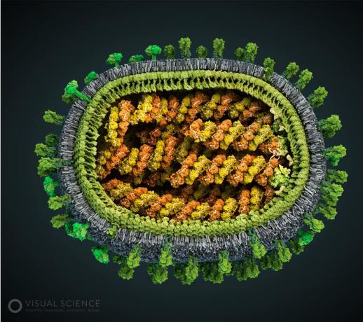 Modell av influensavirus
