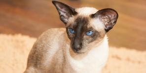 Siamesisk katt: rasbeskrivning, karaktär och vård