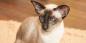 Siamesisk katt: rasbeskrivning, karaktär och vård