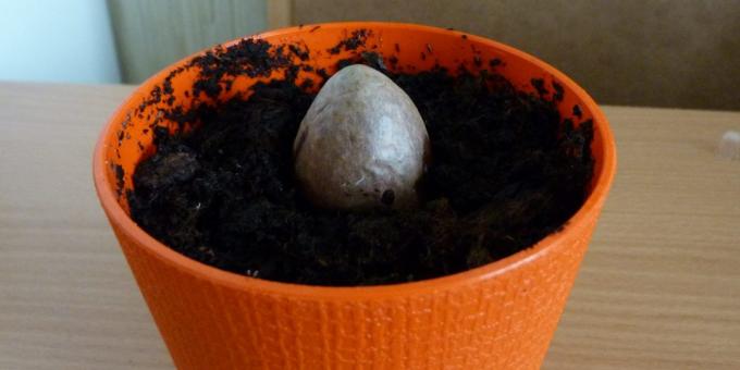Hur man odlar en avokado från en sten: Stenen i potten