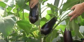 När man ska plantera aubergineplantor och hur man gör det rätt