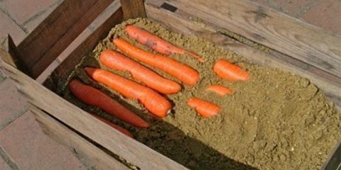Hur du lagrar morötter i rutorna: Alternativa lager till slutet av morot