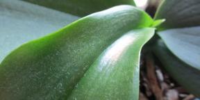 Hur att vattna en orkidé att det växte väl