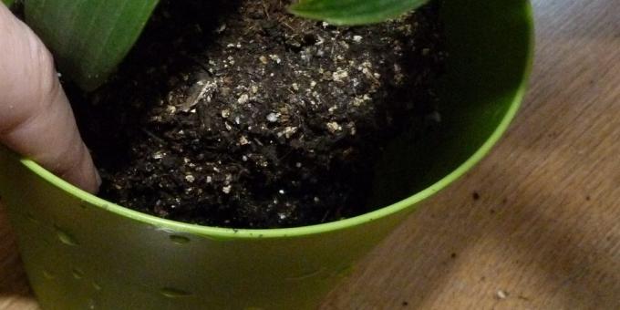 Hur man plantera krukväxter: Flytta in i en ny pott, vars botten expanderad lera och lite mark
