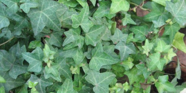 Shade krukväxter: Hedera (murgröna)