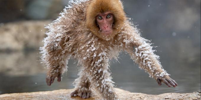 Roligaste djur foton - fryst monkey