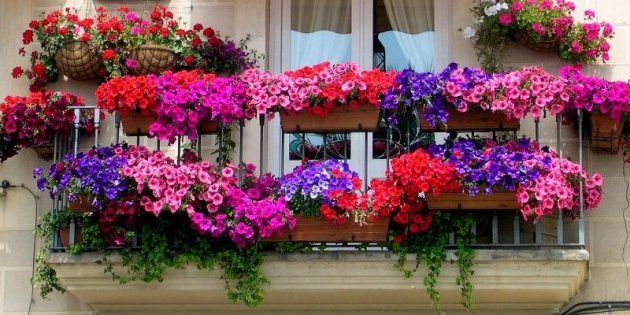 Blommor på balkongen