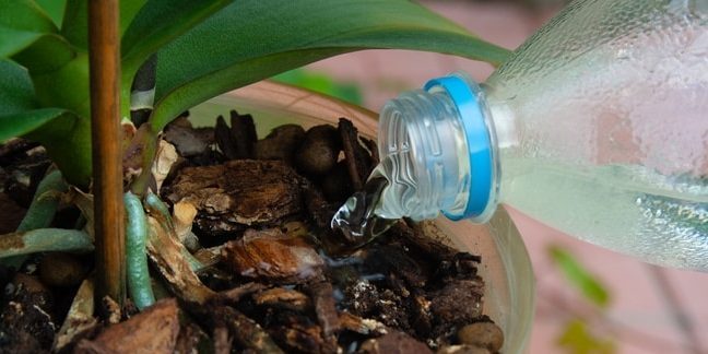 Hur vatten orkidén: Försök att få till själva anläggningen när vatten hälls