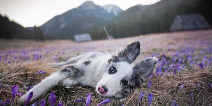 Hur man gör vackra bilder av hundar: kameran och objektivet är viktiga