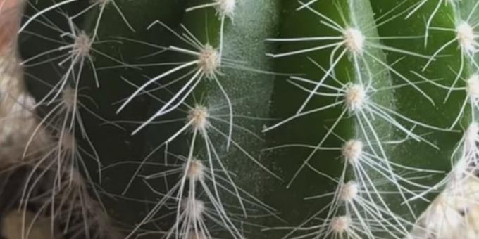 Hur ta hand om kaktusar: Spider kvalster