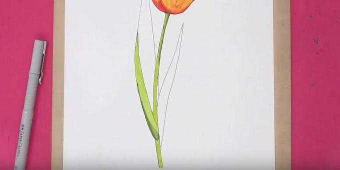 Hur man ritar en tulpan: måla stammen och en del av bladet