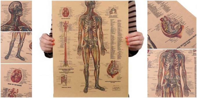 Affisch "Människans nervsystem"