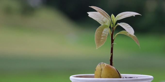 Hur man odlar en avokado från en sten: Shoots