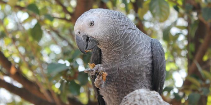 De smartaste fåglarna i världen: afrikanska grå papegojor