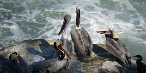 Fågelskådning ger glädje, som yoga eller meditation i parken: intervjuer med fågelskådare Roma Heck och Mina Milk