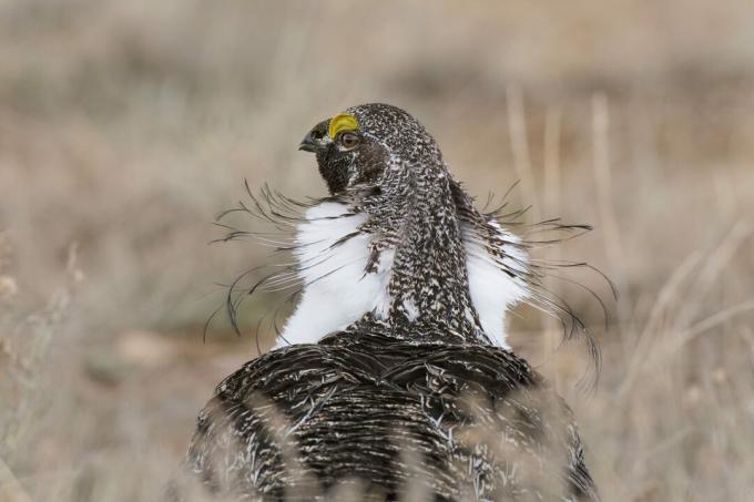 De bästa fågelbilderna från National Audubon Society-tävlingen