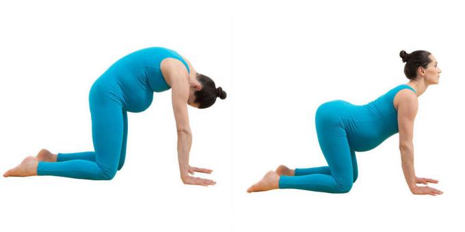 Yoga för gravida kvinnor: Pose "cat-ox" (mardzhariasana-bitilasana)
