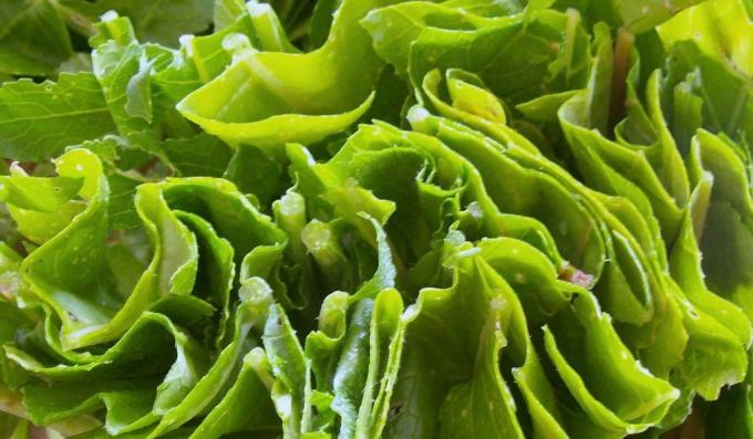 hälsosamma livsmedel: bladgrönsaker