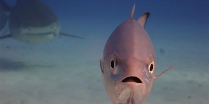 Det mest löjliga bilder av djur - fisk