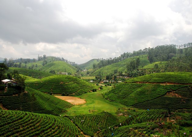 var att gå i höst: Sri Lanka