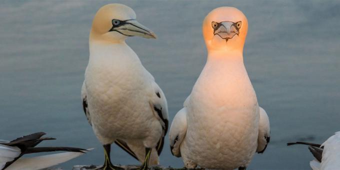 Det mest löjliga bilder av djur - en fågel med en lysande huvud