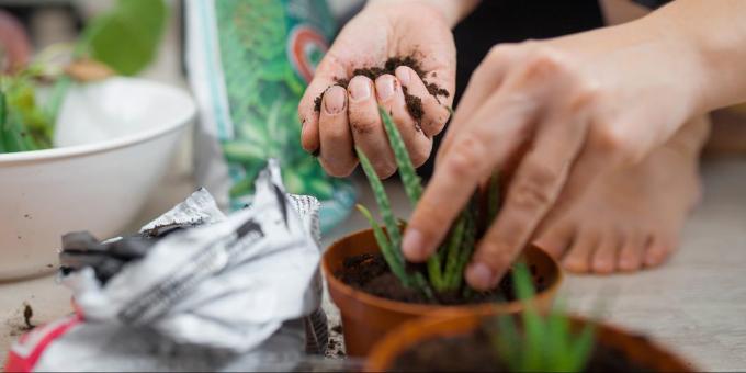 Hur man plantera en aloe