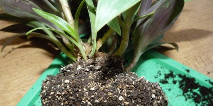 Hur man transplantera blomman: Ta bort omlastnings blomma rum från potten tillsammans med en knöl på jorden