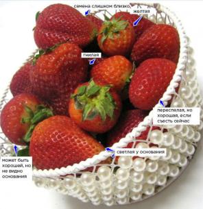 5 tips om hur man väljer bara de mest saftiga, söt och doftande jordgubbar i sommar