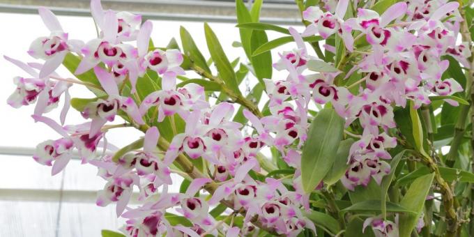 Hur ta hand om orkidéer Dendrobium