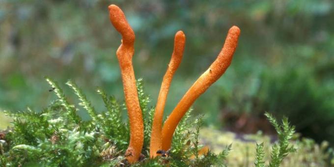 Populära adaptogener: Cordyceps