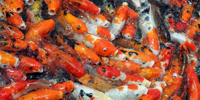 Missuppfattningar och roliga fakta om djur: guldfisk har dåligt minne