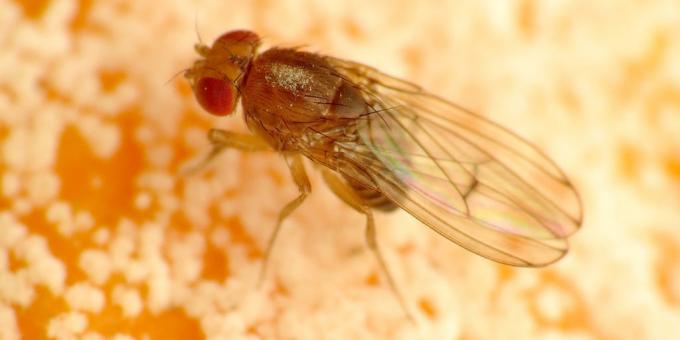 Hur man kan bli av knott i rummet färger: Drosophila