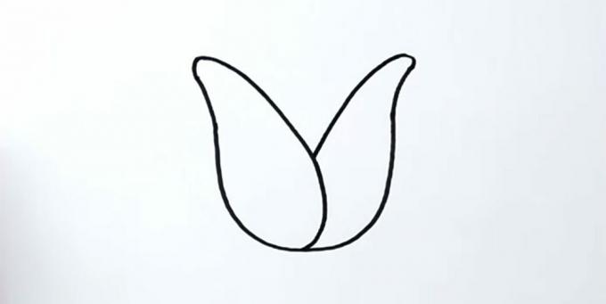 Hur man ritar en tulpan: rita rätt kronblad