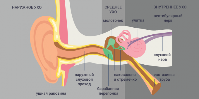 Tubo-otit: struktur i örat 