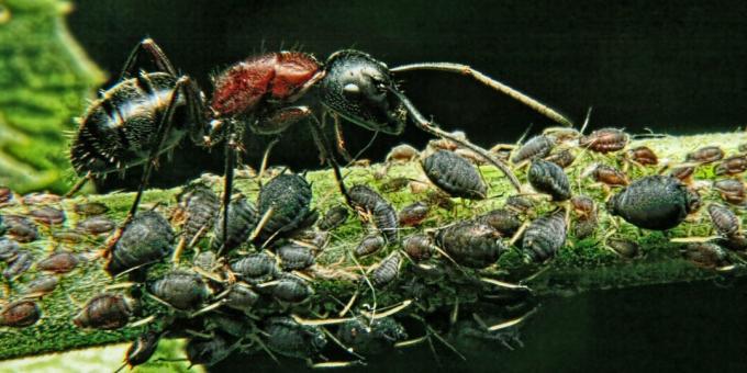 Missuppfattningar och intressanta fakta om djur: den mest kraftfulla varelsen i världen är myran