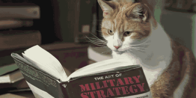 smart katt läsning