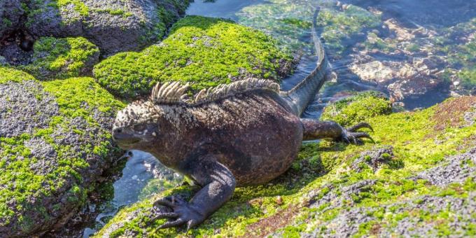 Galapagos Islands, Ecuador